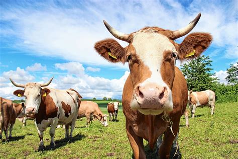 Überlingen Tierschutz oder Schutz für Menschen Warum manche Landwirte