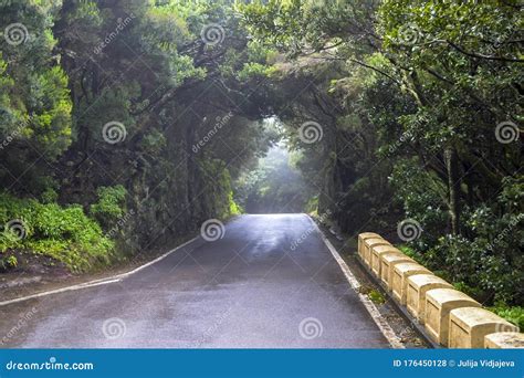 Tunnel Of Trees And Light At The End Road In The Mountains Of North Of