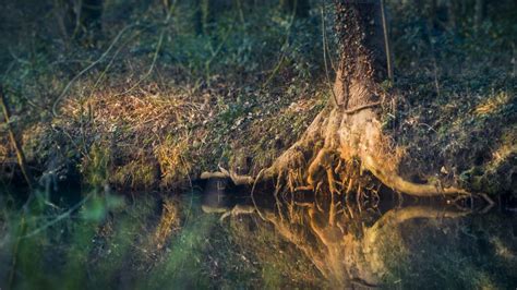 Fotos Gratis Paisaje Rbol Agua Naturaleza Bosque C Sped