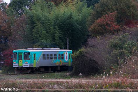 鉄道風景写真が撮りたーいっ！ 12月の北条鉄道！ 法華口駅近くの緑のトンネル