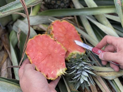 La Exclusiva Piña Rosada De Del Monte ¿por Qué Solo Ellos Pueden Sembrarla El Financiero