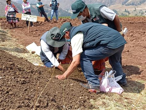 Minagri siembra de semillas de pastos en 80 hectáreas de terreno