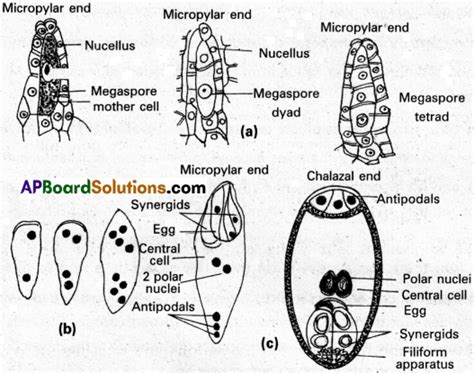 Ap Inter 1st Year Botany Study Material Chapter 7 Sexual Reproduction