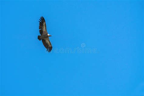 Silhouette Steppe Eagle Flying in Blue Sky Stock Photo - Image of high ...