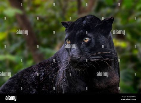 Melanistic Cougar