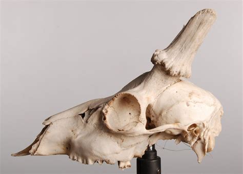 Animal Skull 21 By Tpenttil Animal Skulls Skull Animals