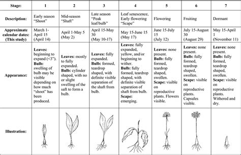 Seven field phenological stages in ramps (A. tricoccum) used in this ...