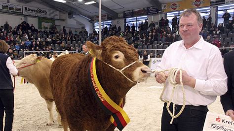 Niedersächsische Fleischrindertage in Verden Bullenauktion bringt