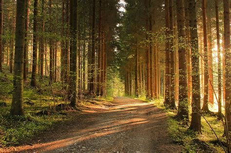 May The Forest Be With You: Post Your Favourite Pictures Of Forests
