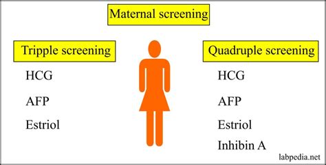 Maternal Screening Part 1 Maternal Triple Or Quadruple Screening