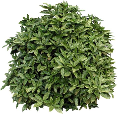 Shrub Bushes Png Transparent Shrub Bushespng Images Pluspng Images 8184