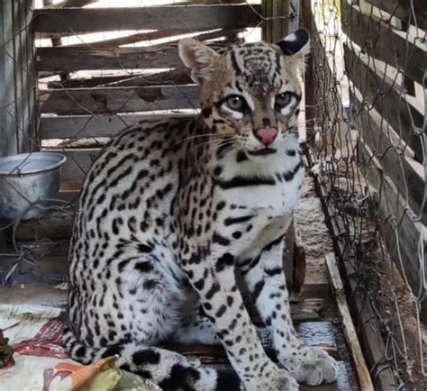 Filhote de gato maracajá espécie ameaçada de extinção é resgatado em