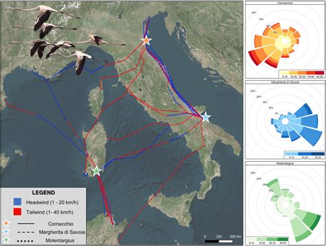 Post-fledging migration tracks of 32 juvenile greater flamingos from ...