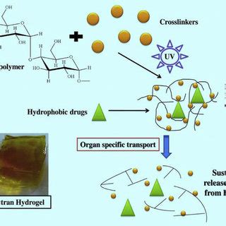 Schematic Presentation Of Dextran Phospholipid Micelle Formation Its