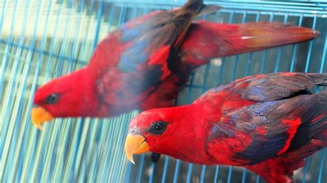 Jual Burung Nuri Newstempo