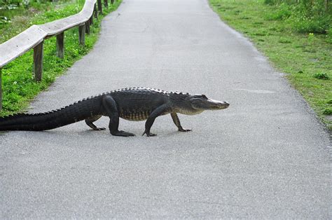 Everglades - Anhinga Trail - Trailhead Traveler