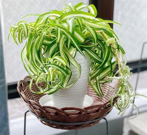 Growing Hawaiian Spider Plant Indoors Chlorophytum Comosum Care Guide Indoor Garden Web