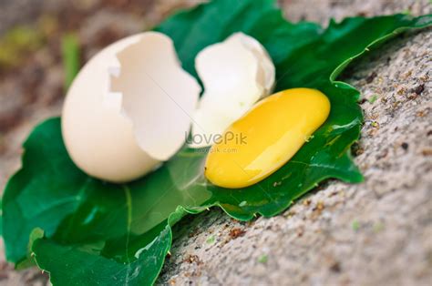 egg yolk noodles images hd pictures   vectors