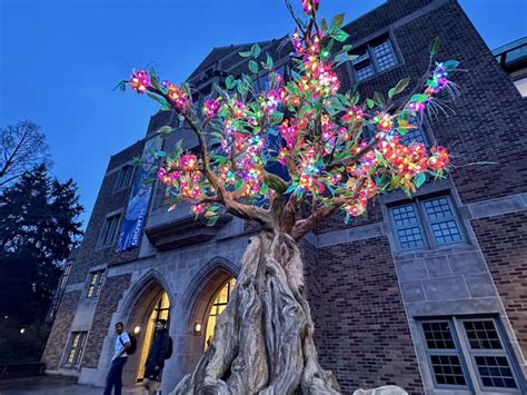 Univ Of Washingtons Famed Cherry Blossoms Have Some Bright Tech