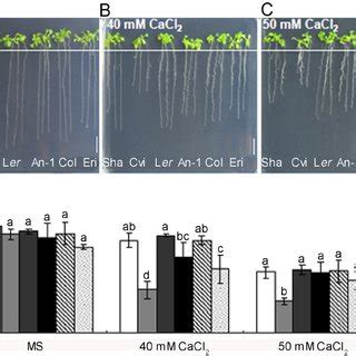 Natural Variation Of High Ca Response In Arabidopsis Ac Pictures