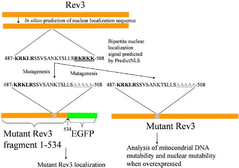 Position And Sequence Of The Bipartite Nuclear Localization Sequence