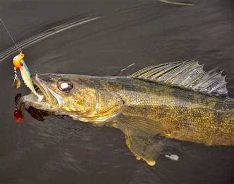 Muddy Water River Walleyes