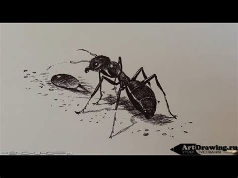 Рисуем муравья шариковой ручкой - YouTube