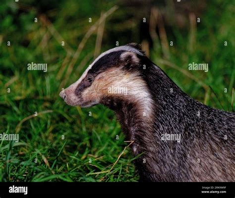 European Badger Meles Meles Adult In Long Grass Looking Stock Photo