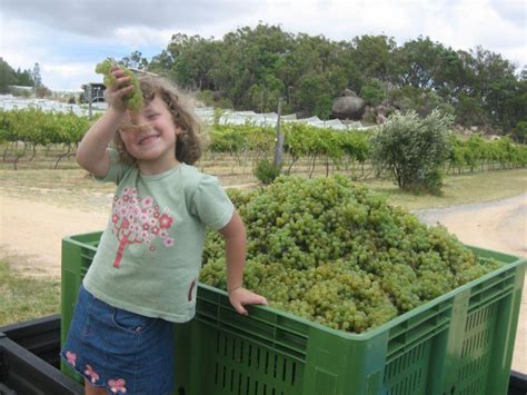 Lauren likes Eating Verdelho Grapes – Twisted Gum Wines