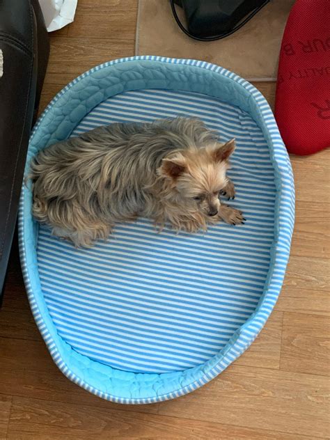 Dog Cooling Bed | Small, Medium, and Large Dog Bed – DogMega.Com