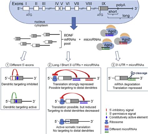 Post Transcriptional Regulation Of Bdnf Transcripts Nucleus Structure