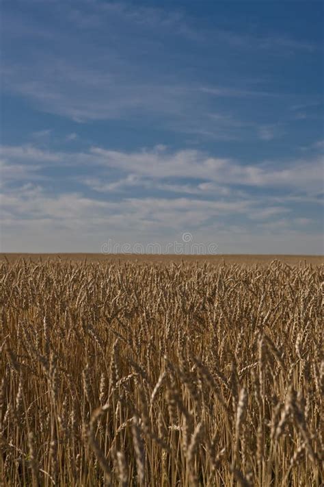 Wheat Field In Alberta Stock Photo Image Of Prairie 12718258