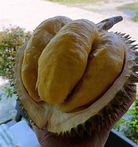 Penang Normal Musang King G Your Fresh Durian Direct From Durian Farms