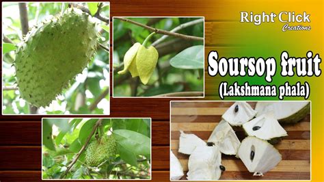 Lakshmana Phala Fruit Soursop Fruit It Belongs Custard Apple Or