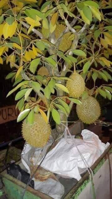 Pokok Durian Musang King Dalam Pasu Nathan Lee