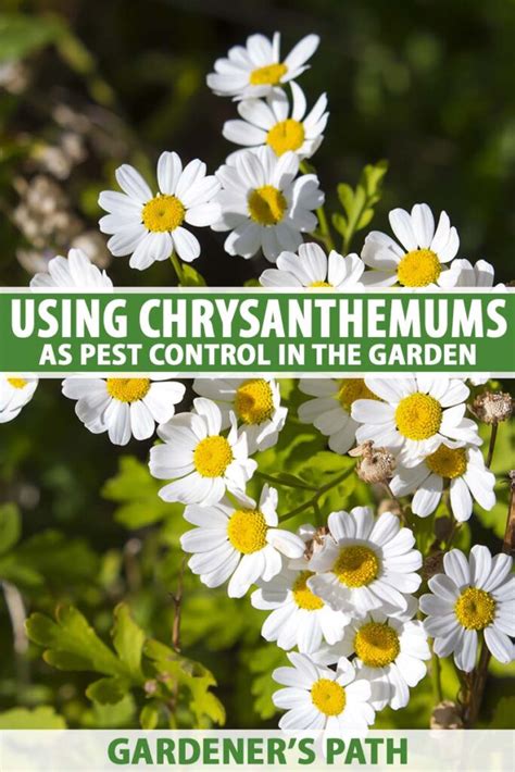 How to Use Chrysanthemums for Pest Control in the Garden