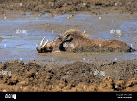 Warthog Adult In Water Bathing Kruger Nationalpark South Africa