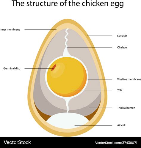 chicken egg structure  egg royalty  vector image