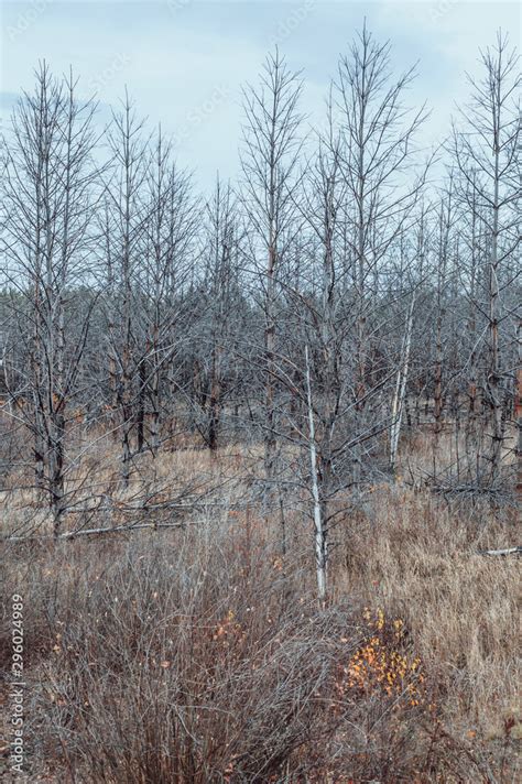 Dead Pine Forest Zone Of Radiation Contamination The Techa River