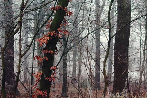 U Srbiji sutra hladno i pretežno sunčano temperatura do sedam stepeni