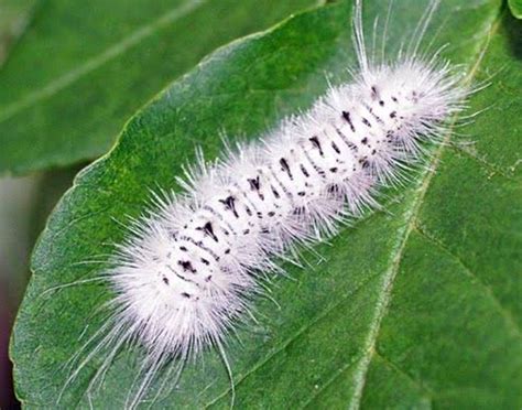 21 Types of White Caterpillars (Including Fuzzy) – Names, Pictures and ...