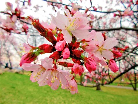 翔太🌟friendly😆 On Twitter 今日は常磐公園で桜を見てきました。