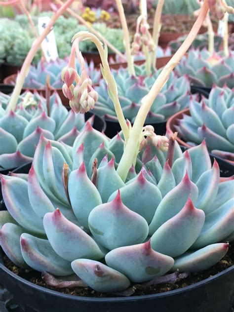 Echeveria Tippy World Of Succulents