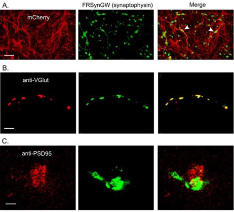 Lentivirus Expressing SynaptophysinGFP Selectively Labels Presynaptic