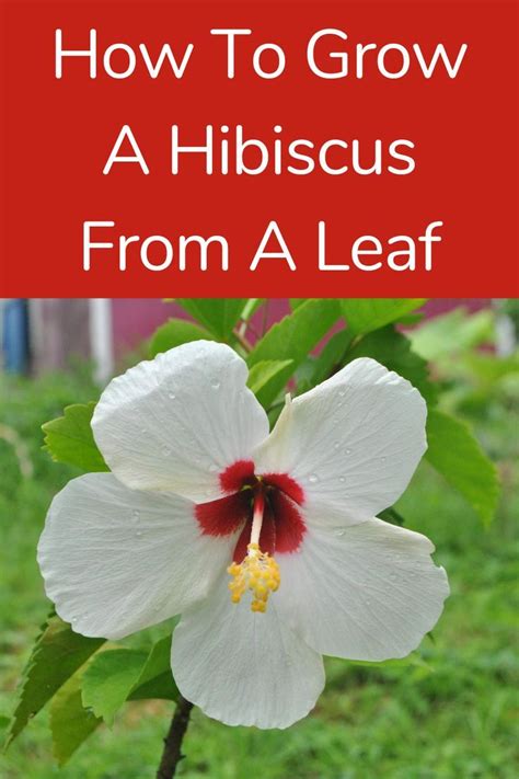 How To Grow Hibiscus From A Leaf Step By Step Guide