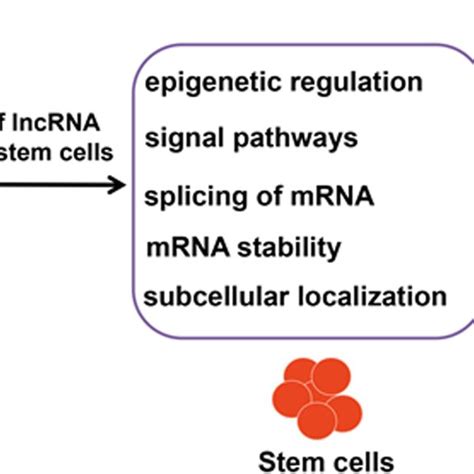 Functional Crosstalk Between Lncrnas And Their Rbps Lncrna Binds To