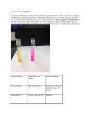 15A Exercise 15 A Urea Hydrolysis The Purpose Of This Lab Is To Test