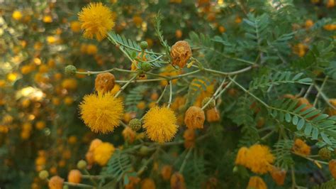 Acacia Karroo Trees And Shrubs Online