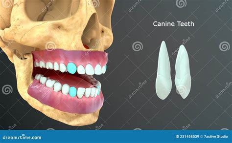 What Is The Purpose Of Canine Teeth In Humans