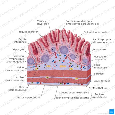 Cours D Histologie Humaine Introduction Kenhub